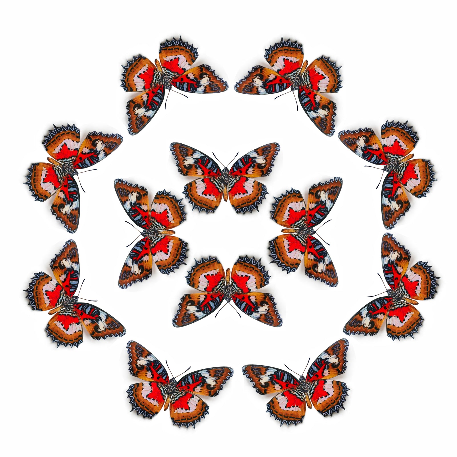 💫New!💫 'Malay Lacewing' Butterfly Multi-Pack