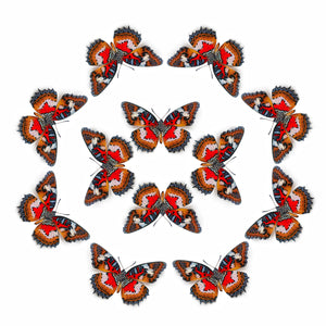 'Malay Lacewing' Butterfly Multi-Pack