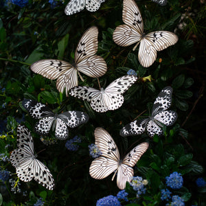 'Marble' Paper Butterfly Multi-Pack