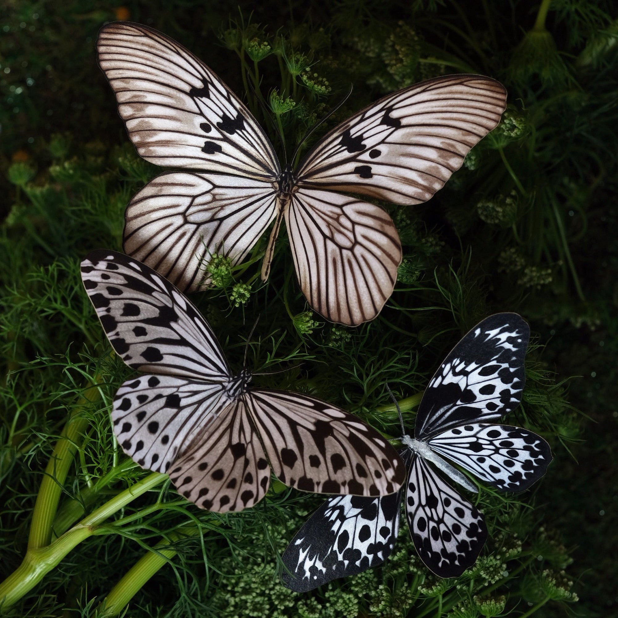 'Marble' Butterfly Set Artist Wholesale