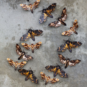 'Memento Mori' Paper Moth Multi-Pack