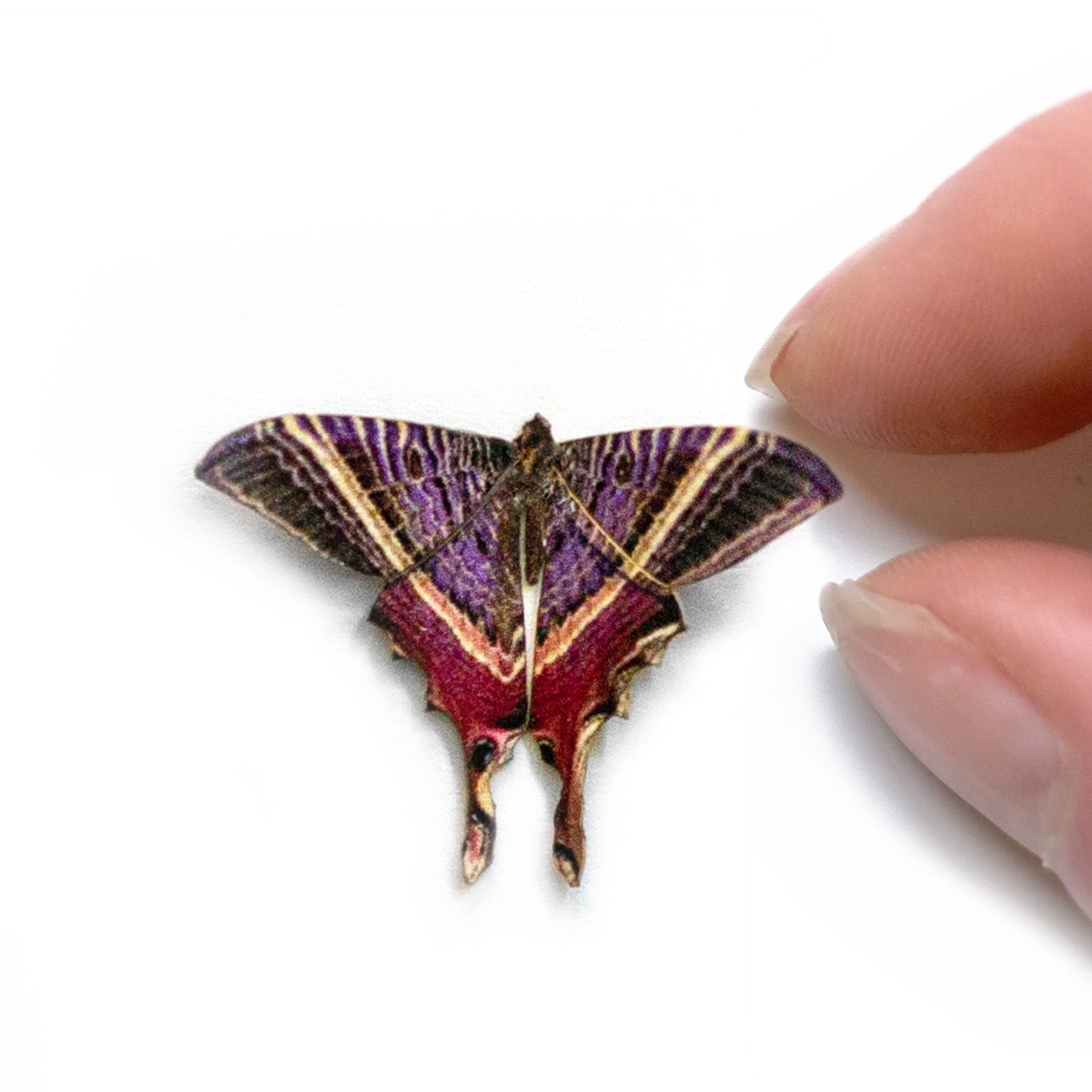 'Micro Moon Eyetail' Moth