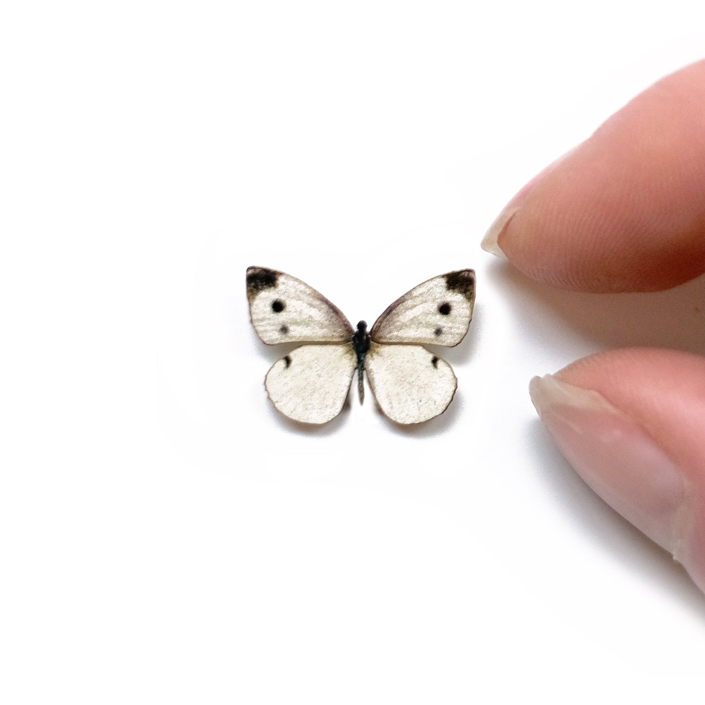 'Micro Cabbage White' Butterfly