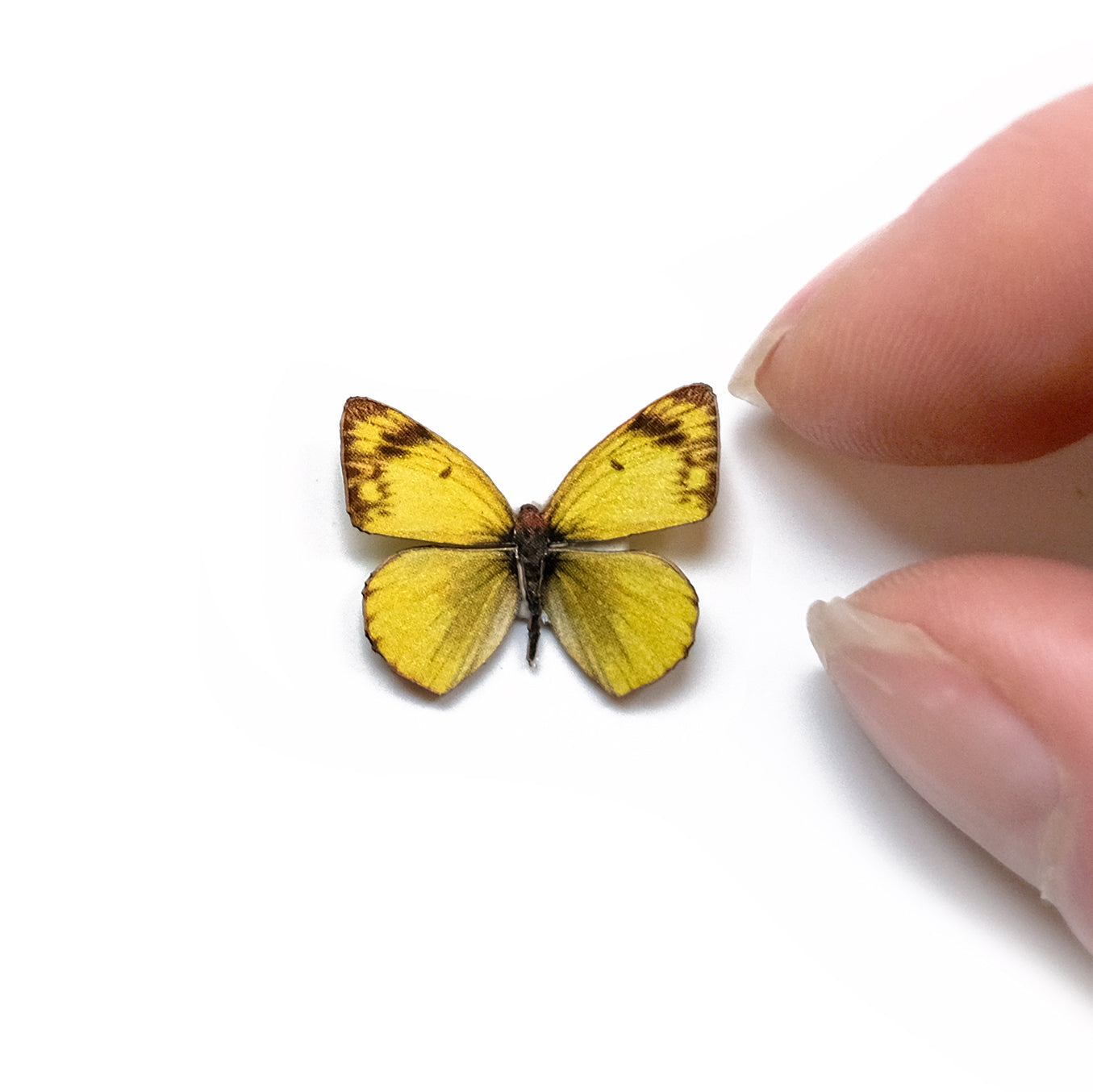 'Micro Clouded Sulphur' Butterfly