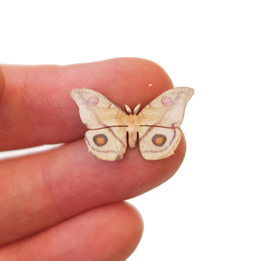 'Micro Emperor Gum' Moth