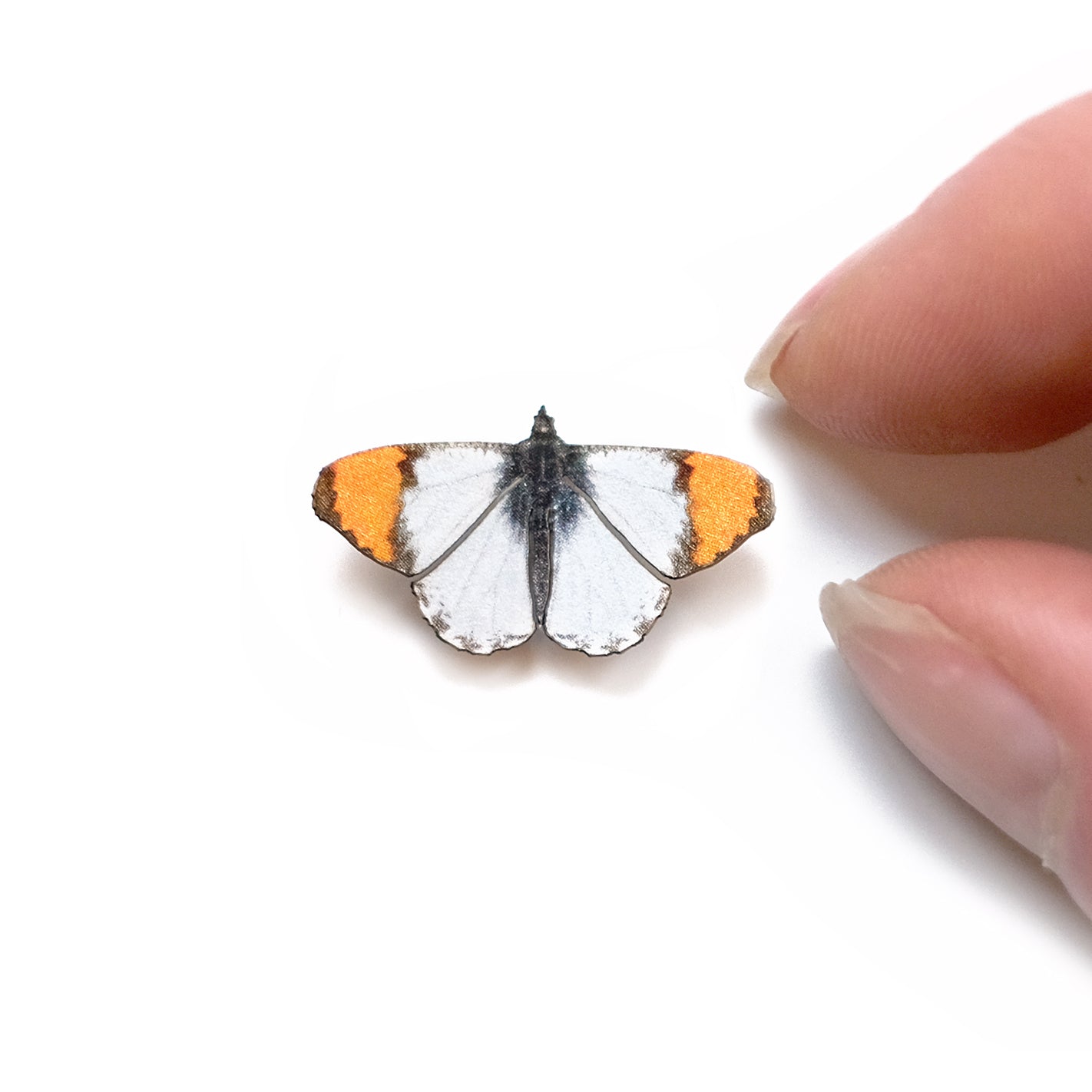 'Micro Sara Orangetip' Butterfly
