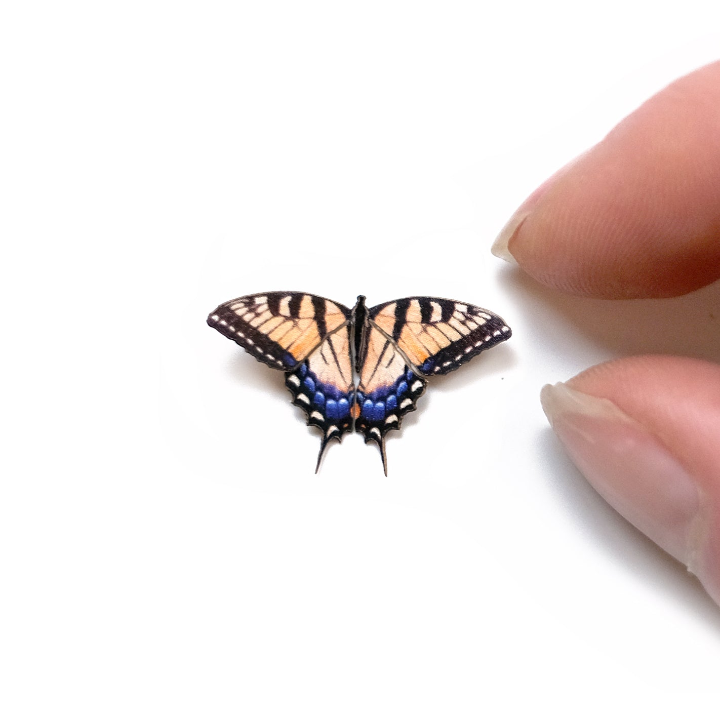 'Micro Tiger Swallowtail' Butterfly