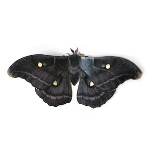 💫Halloween💫 'Midnight Polyphemus' Moth