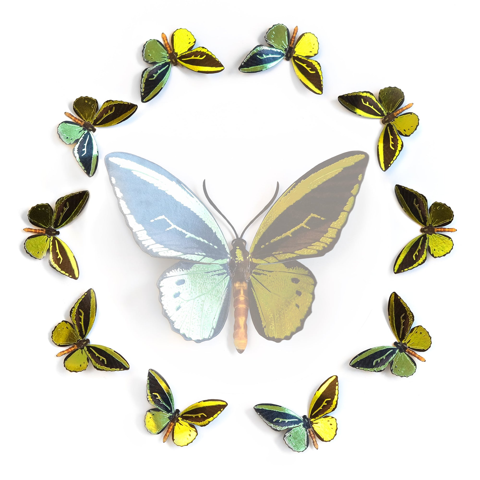 'Flash' Mini Birdwing Butterfly Set - Artist Discount