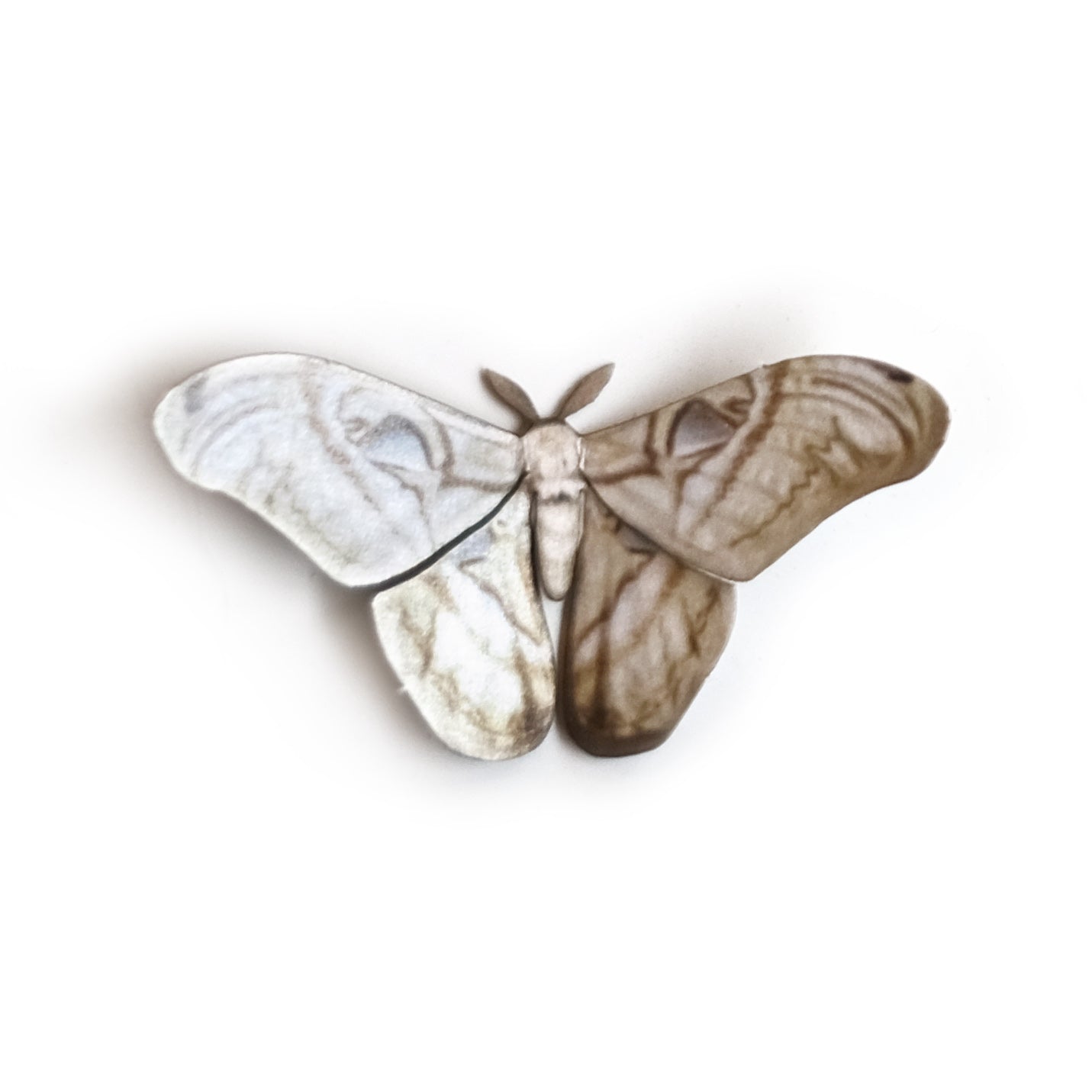 💫Halloween💫 'Mini Bleached Attacus' Moth