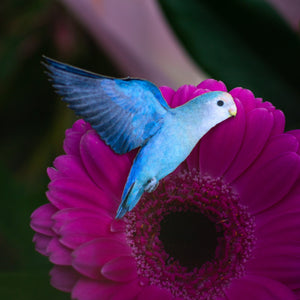 💫Limited!💫 'Love Birds' Mini Set