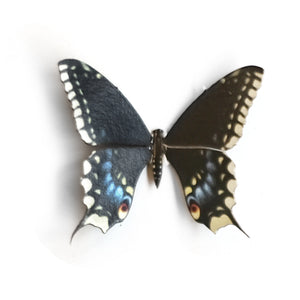 💫Halloween💫 'Mini Eastern Black Swallowtail' Butterfly
