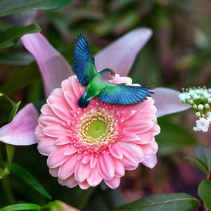 💫Limited!💫 'Love Birds' Mini Set