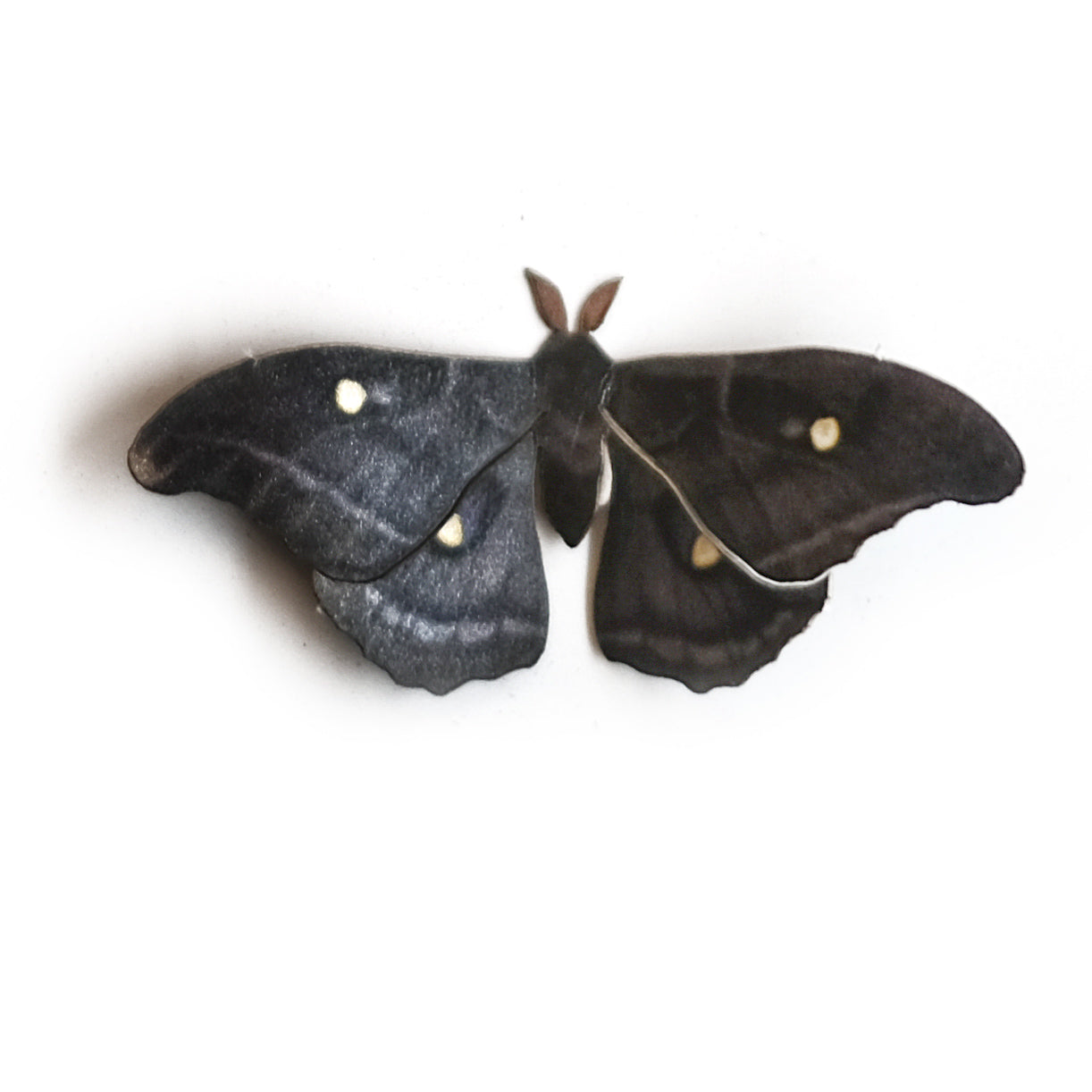 💫Halloween💫 'Mini Midnight Polyphemus' Moth