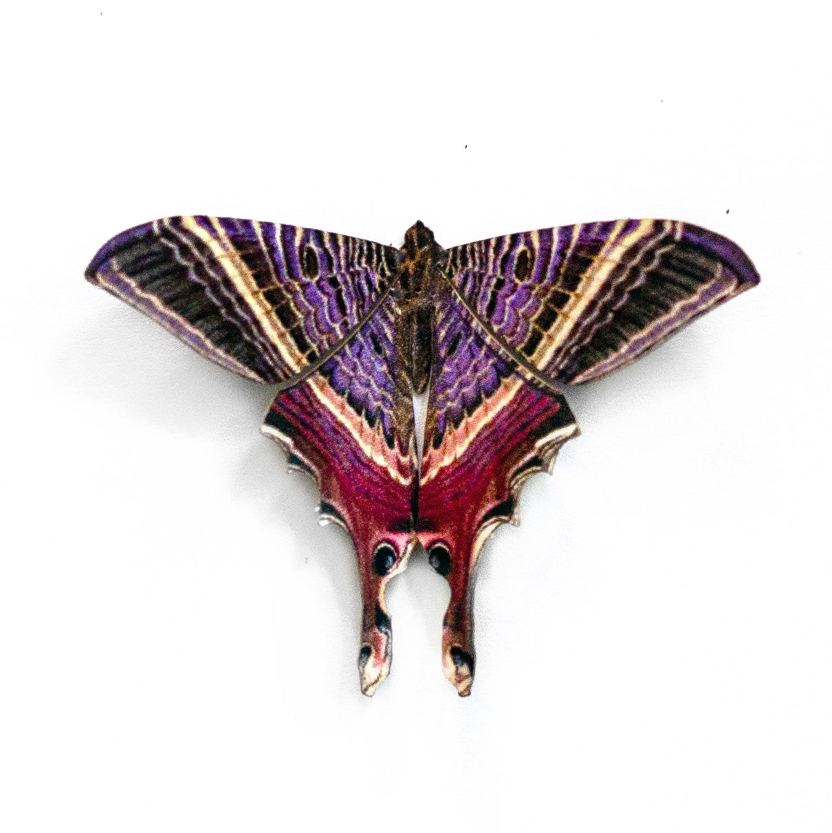Mini Moon Eyetail' Moth - Moth & Myth