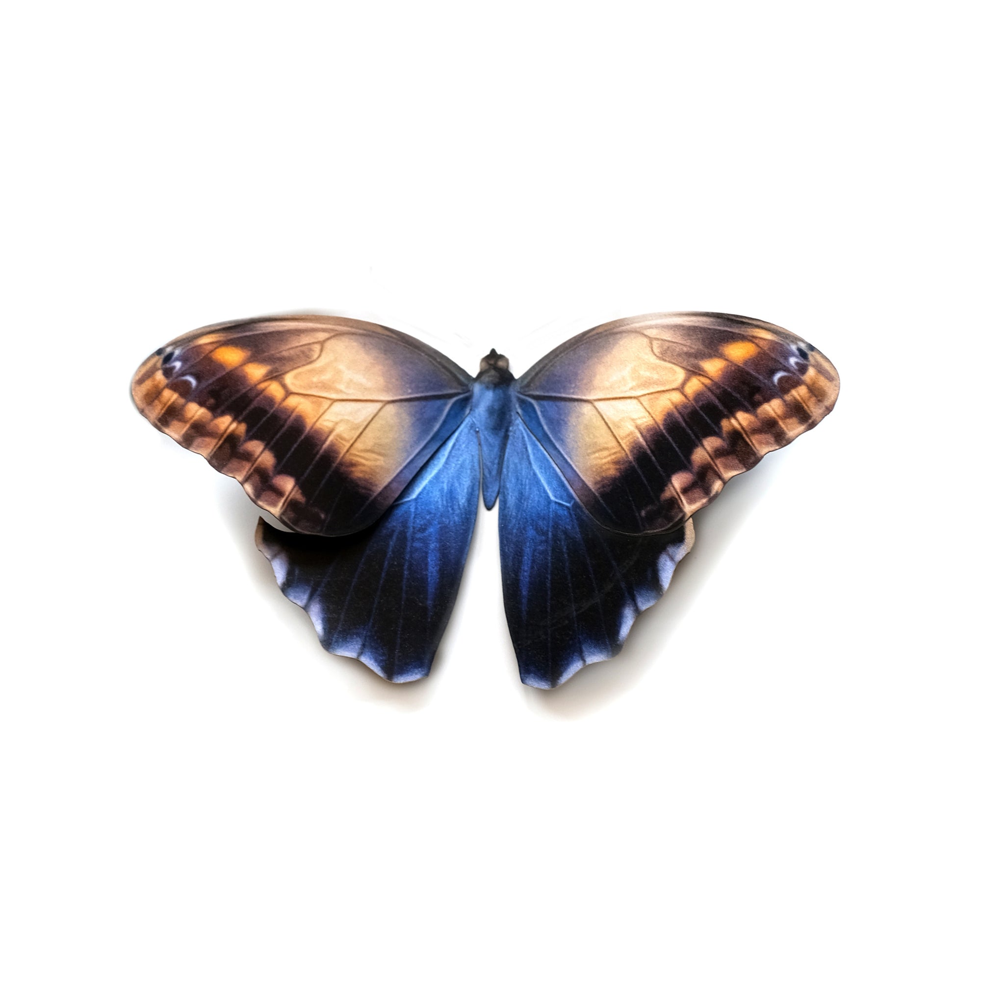 💫Halloween💫 'Mini Blue Owl' Butterfly