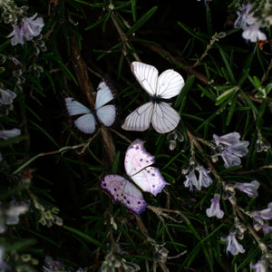 ⚡️New!⚡️ ’Pearl' Mini Moth Set