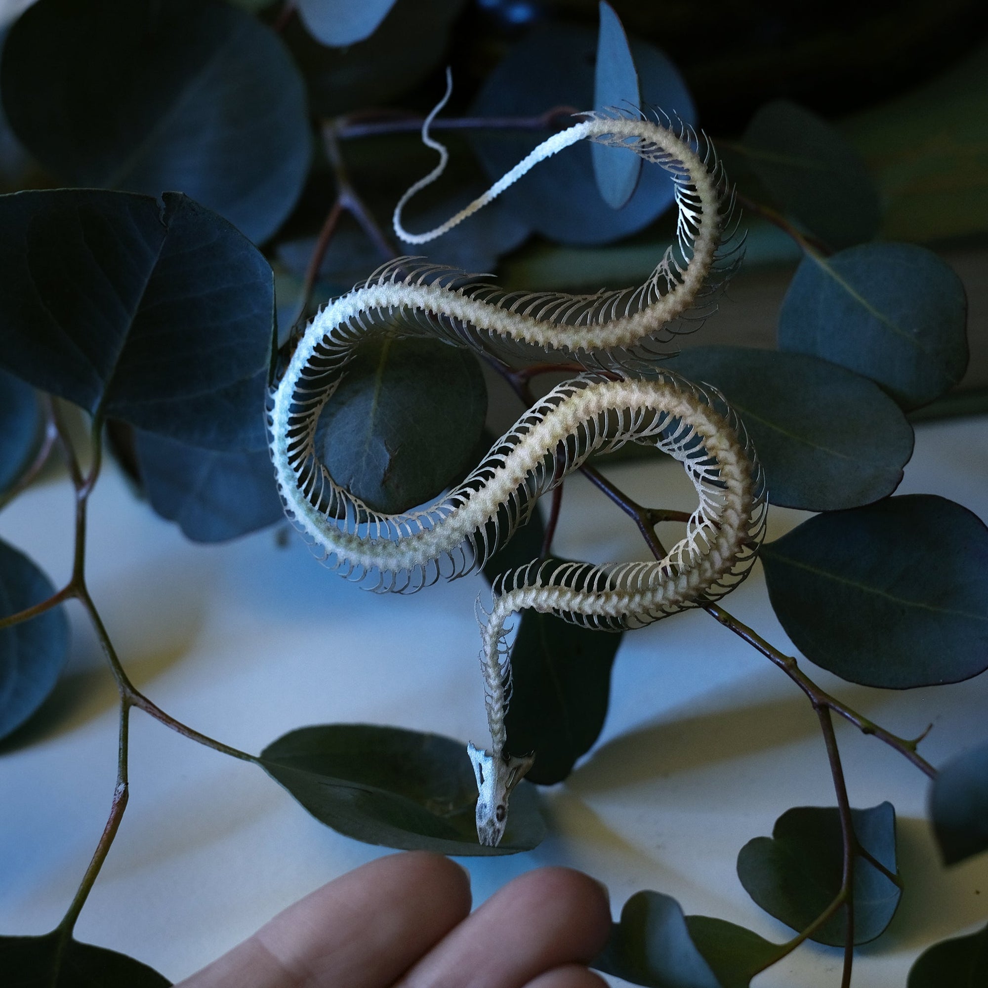 💫New💫 'Ouroboros' Mini Snake Skeleton Set - Artist Wholesale