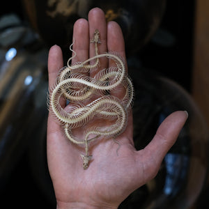 'Ouroboros' Mini Snake Skeleton Set - Reseller Wholesale