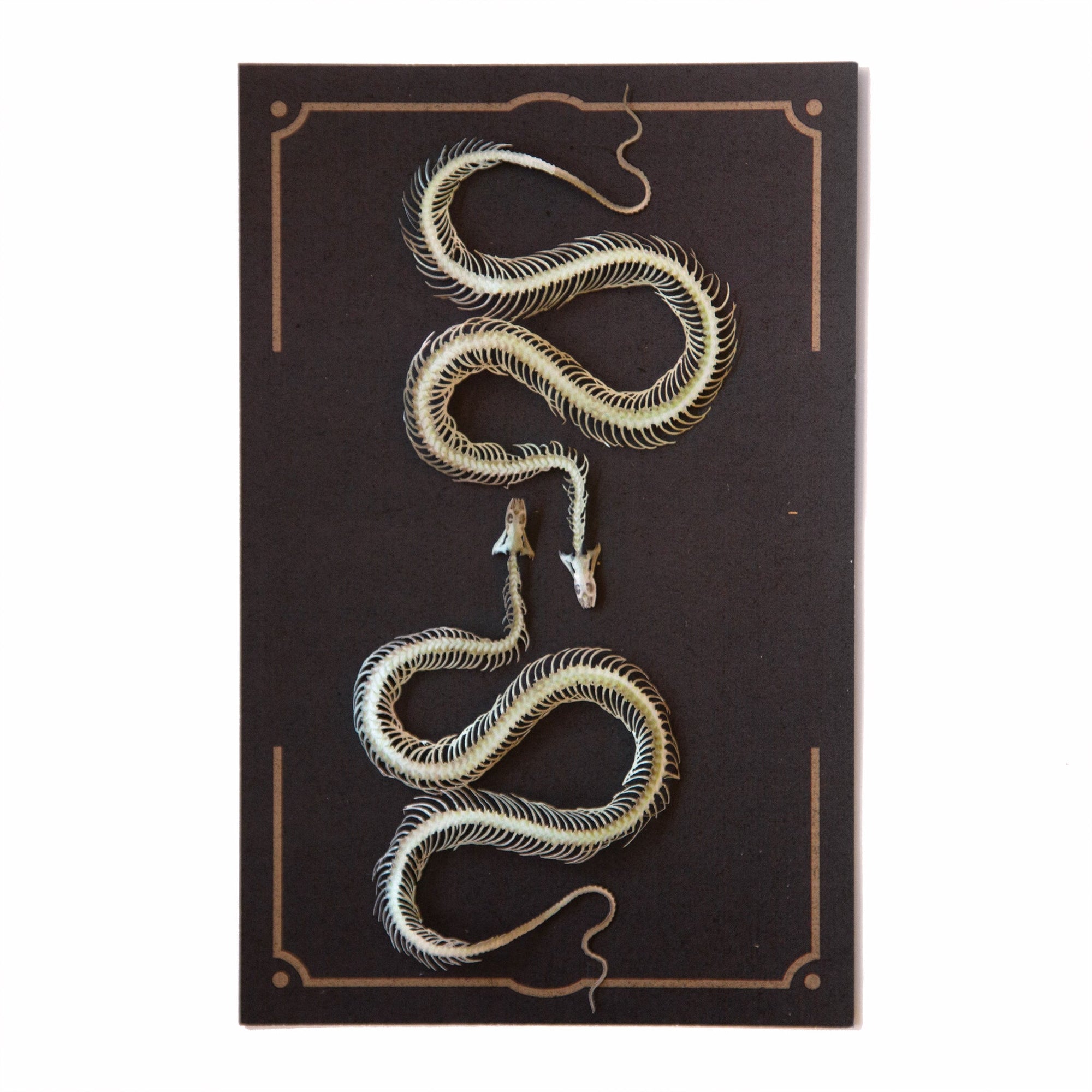 'Ouroboros' Mini Snake Skeleton Set - Reseller Wholesale