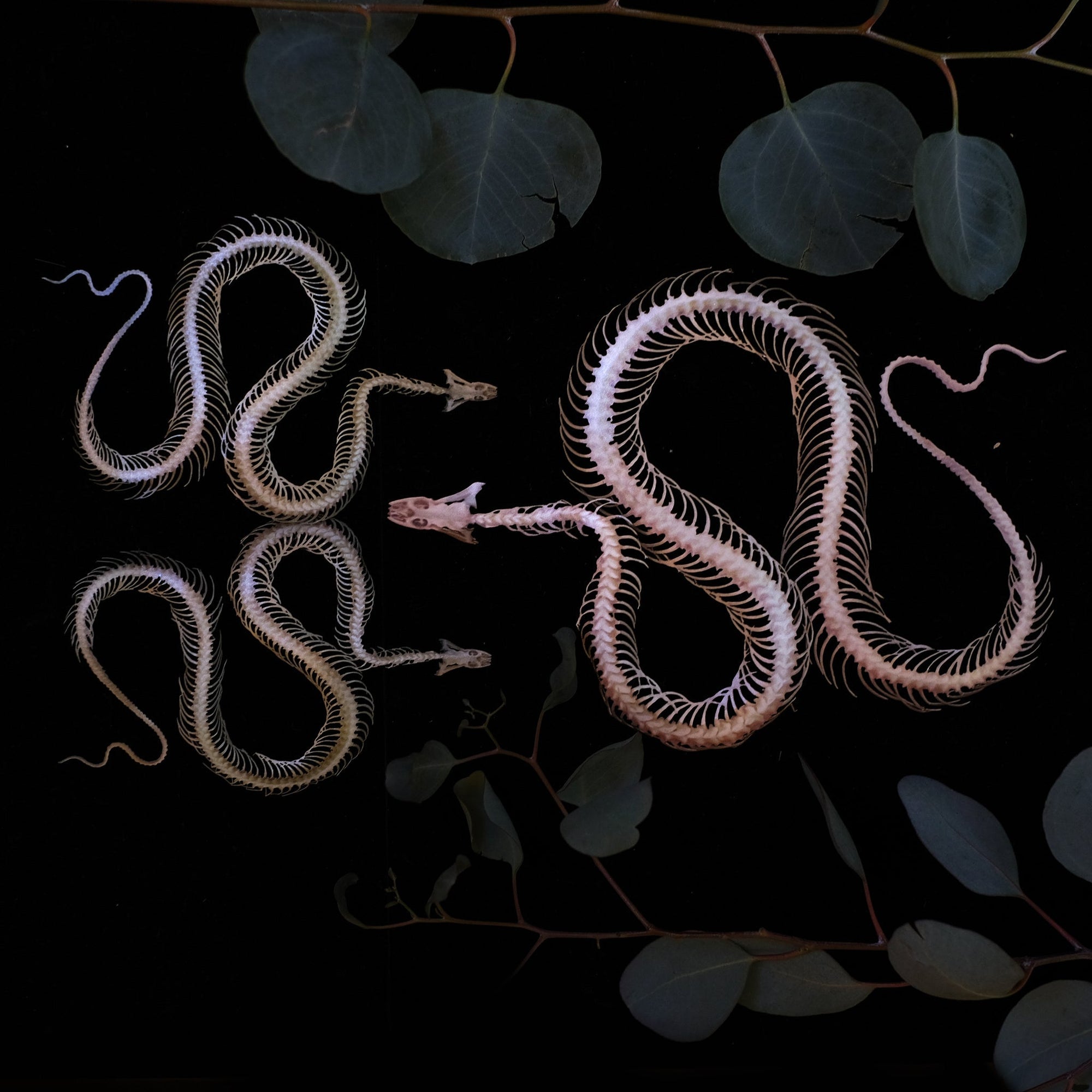'Ouroboros' Mini Snake Skeleton Set - Artist Discount