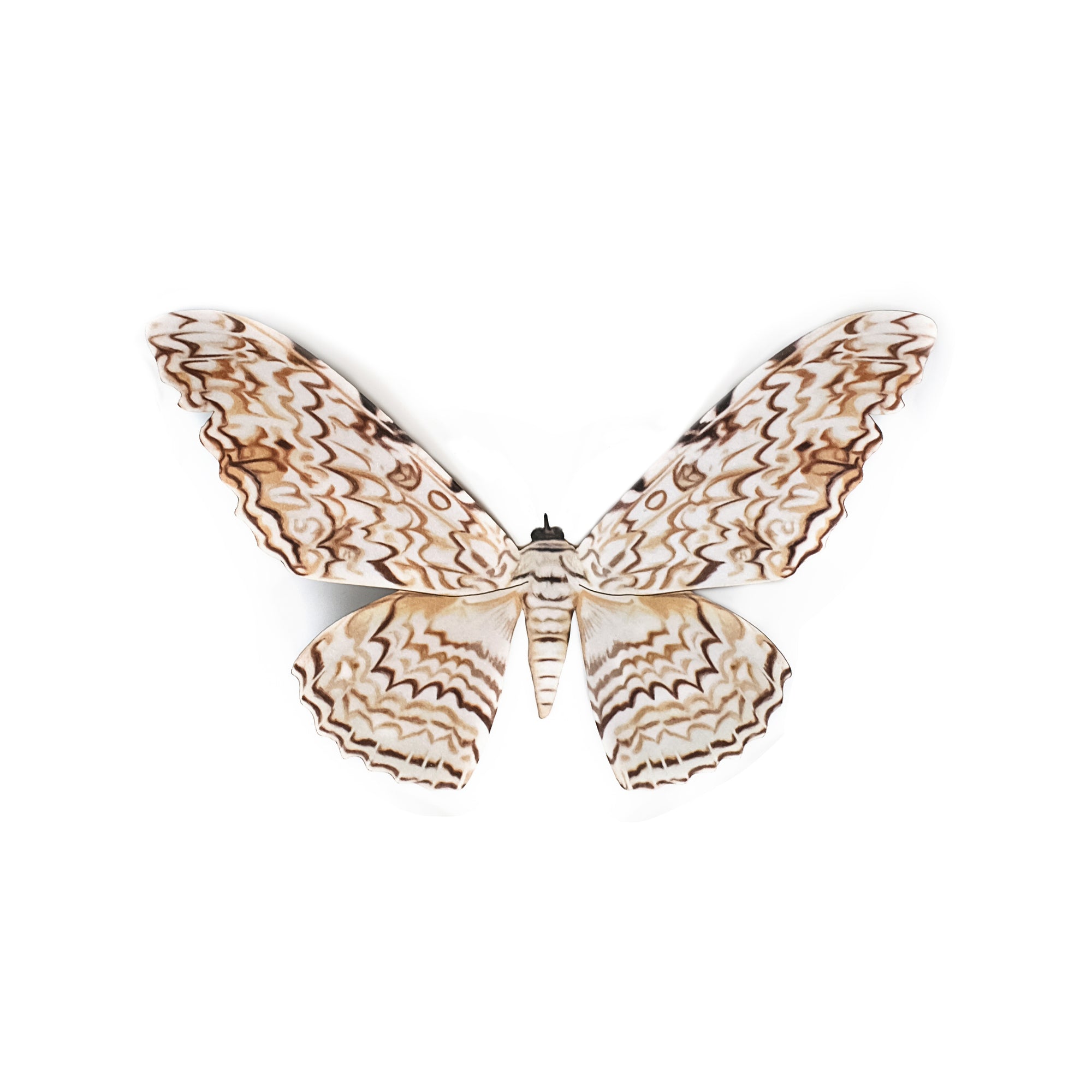 💫Halloween💫 'Mini White Witch' Moth