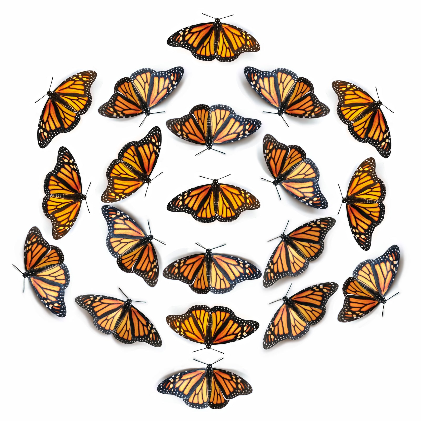 Monarch Butterfly Multi-Pack (Wings Down)