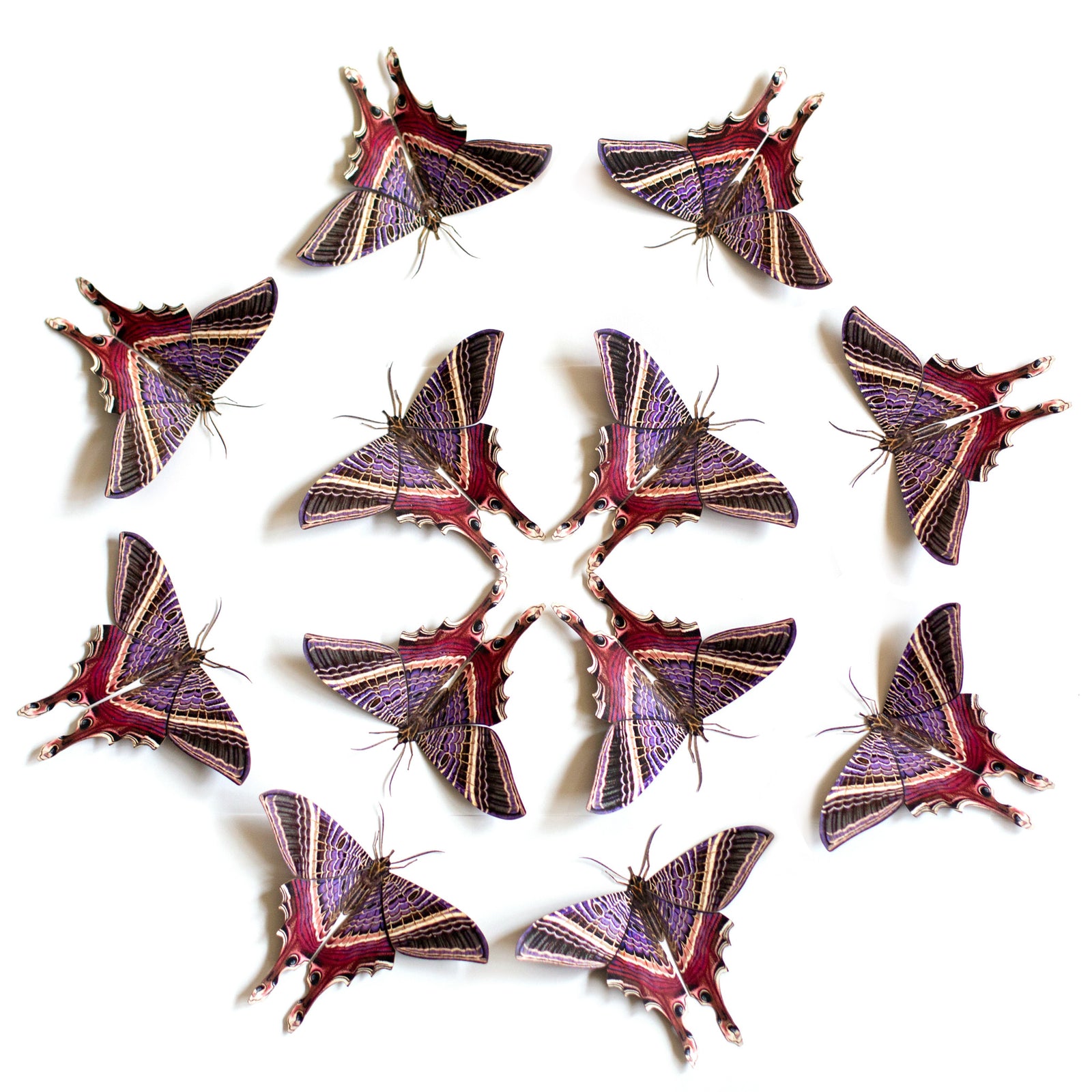 'Moon Eyetail' Moth Multi-Pack