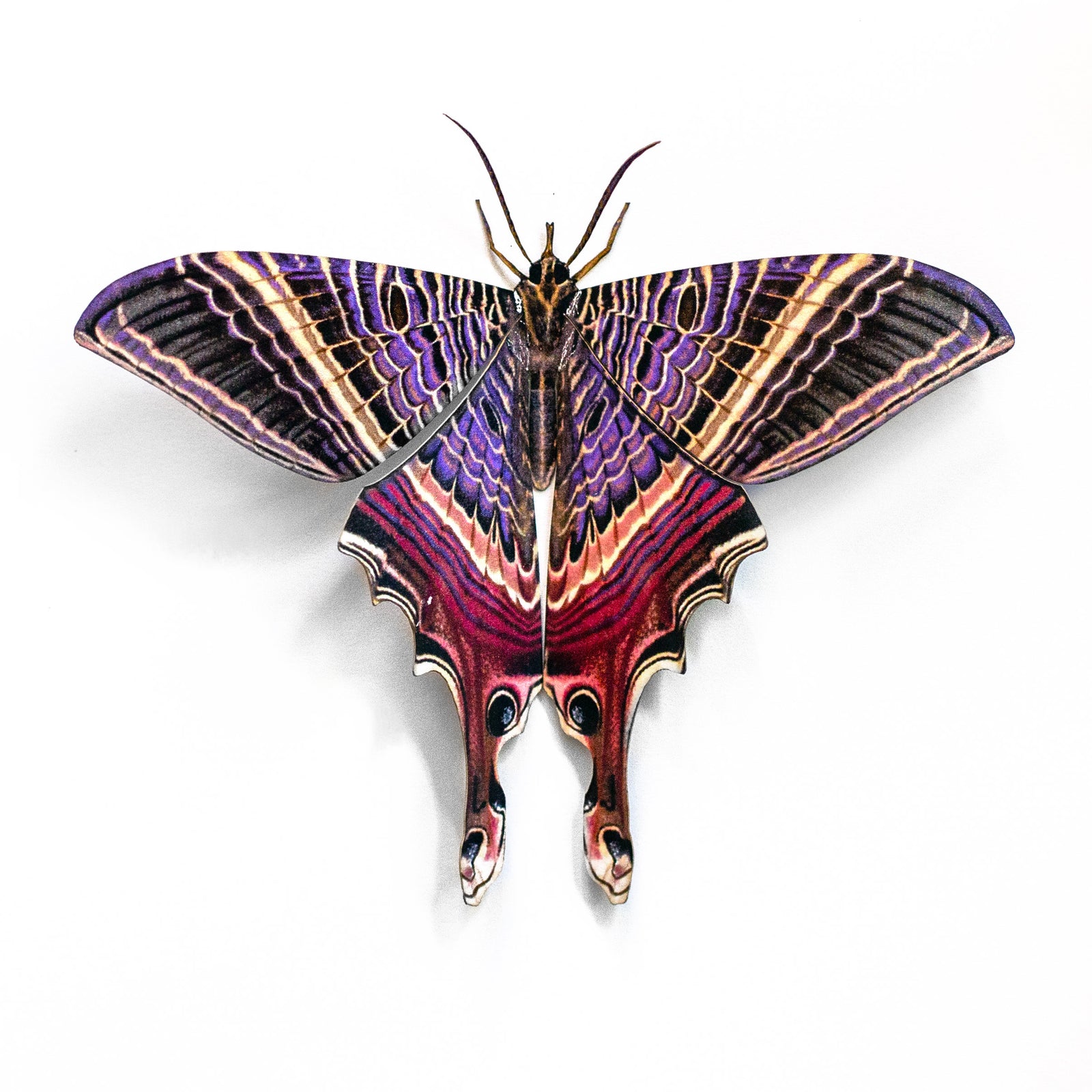 'Moon Eyetail' Moth