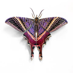 Moon-Eyetail-Moth-CYOC_240x.