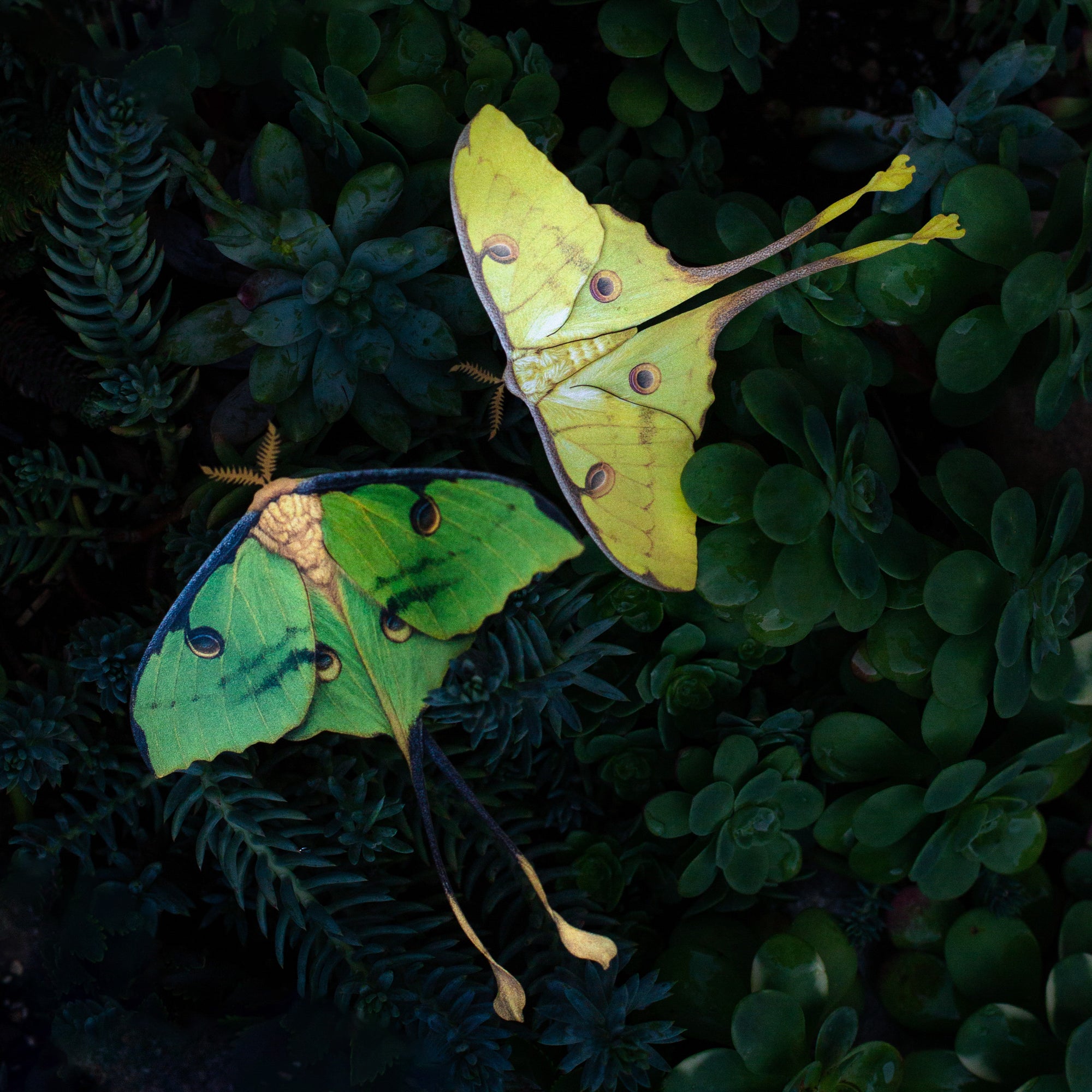 💫New💫 'African Moon Moth' Set