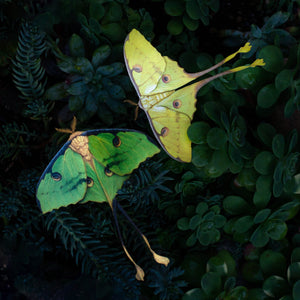 💫New💫 'African Moon Moth' Set