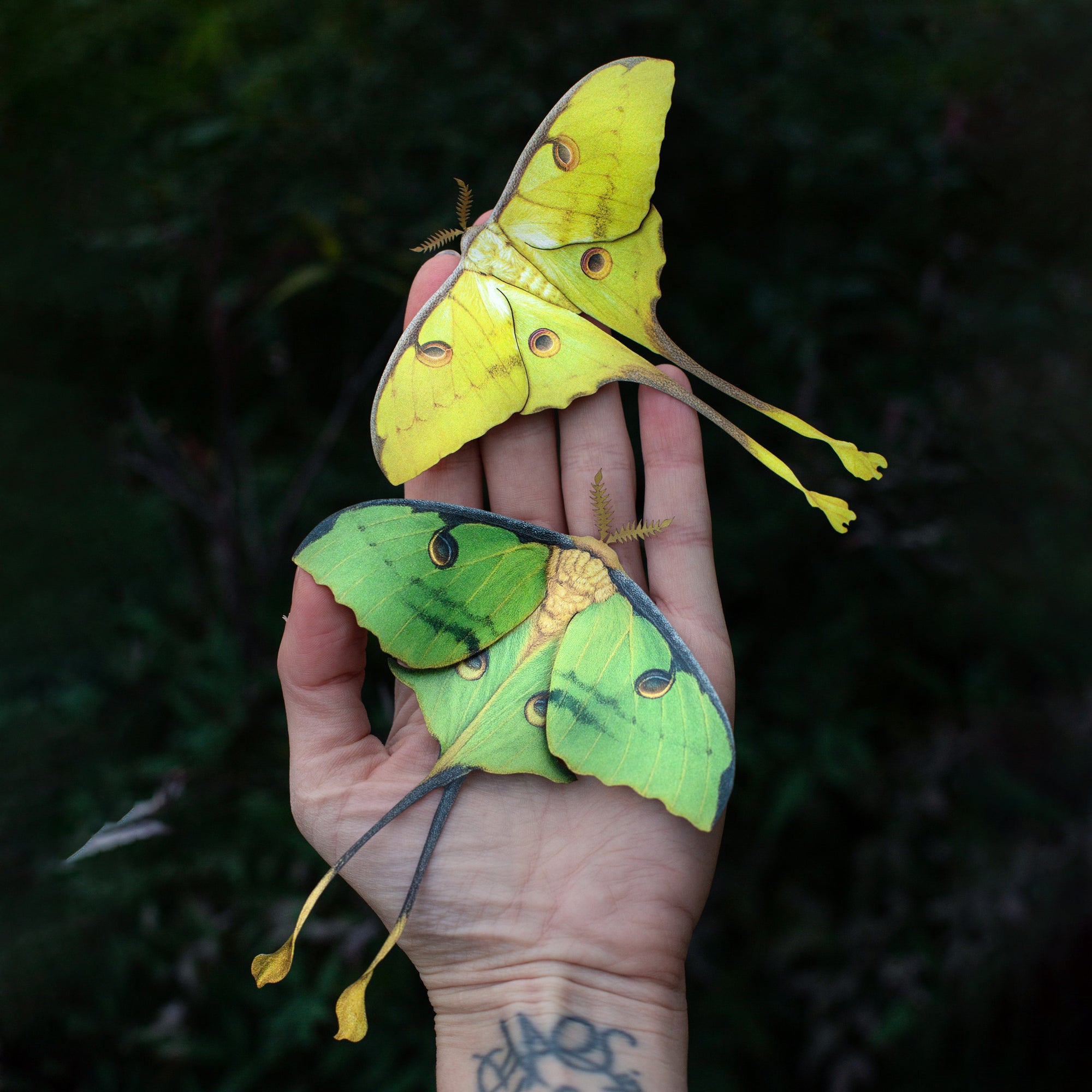💫New💫 'African Moon Moth' Set