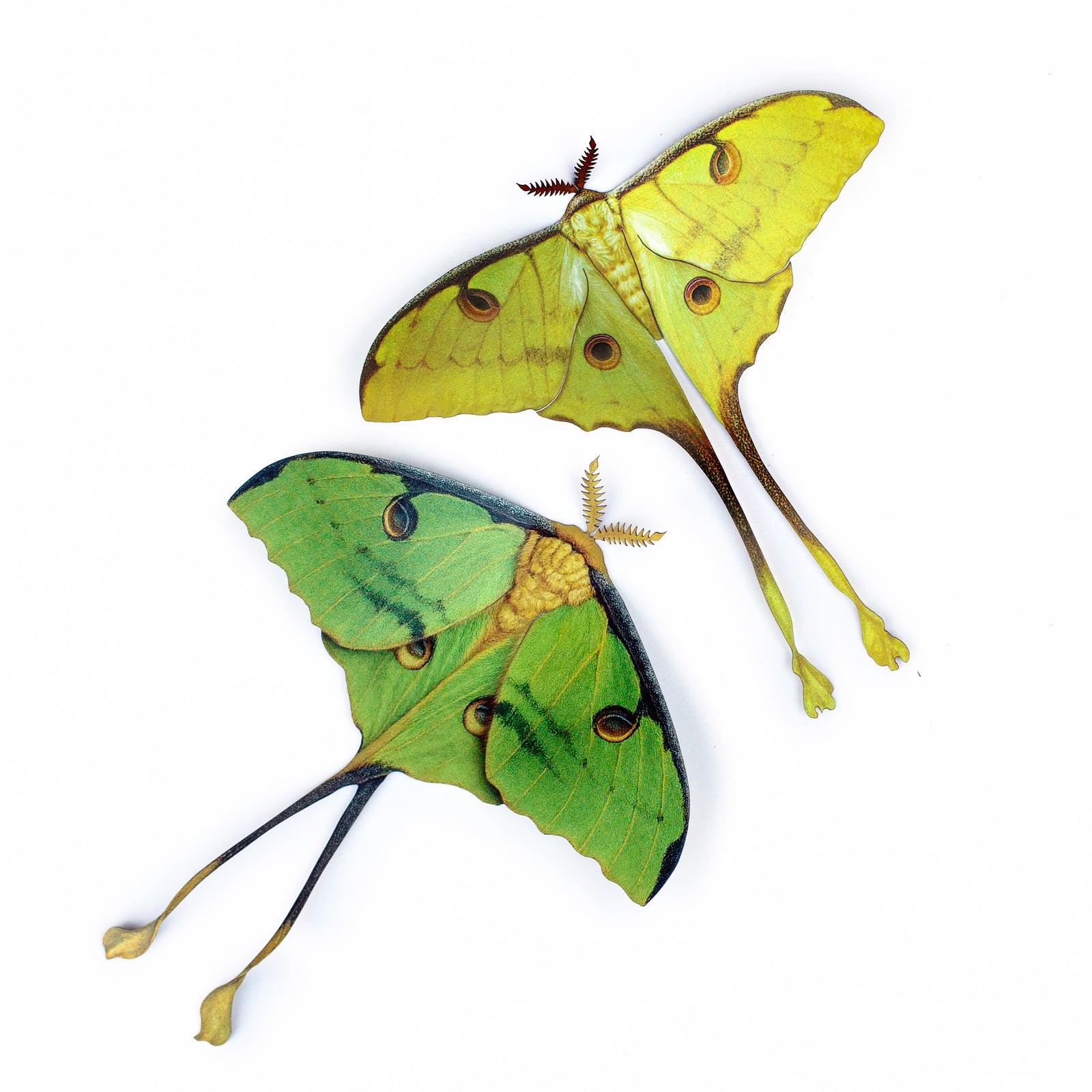 💫New💫 'African Moon Moth' Set