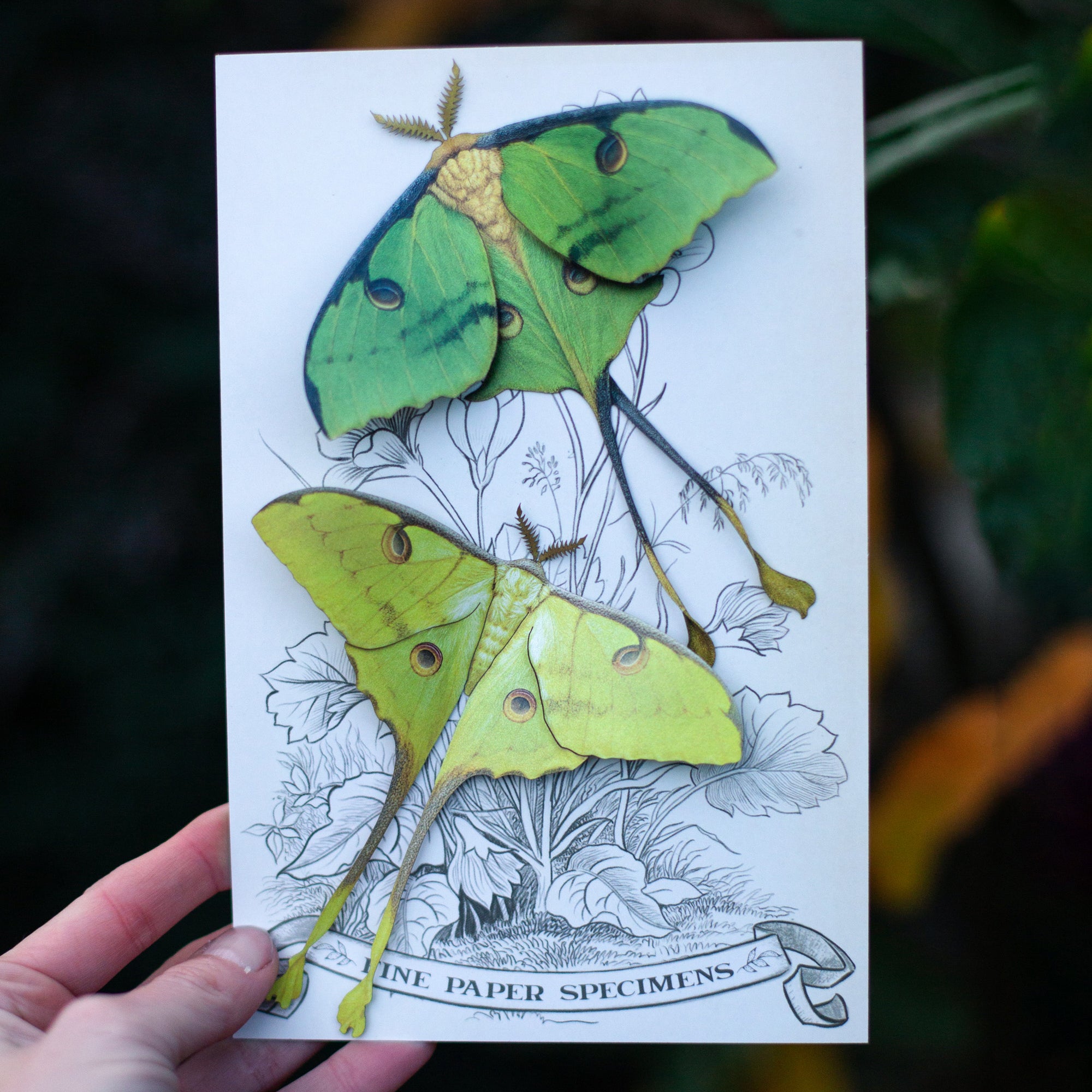 💫New💫 'African Moon Moth' Set