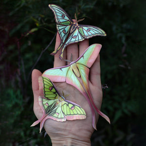 💫New💫 'Moonborn' Set