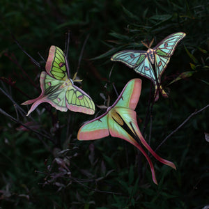 💫New💫 'Moonborn' Set