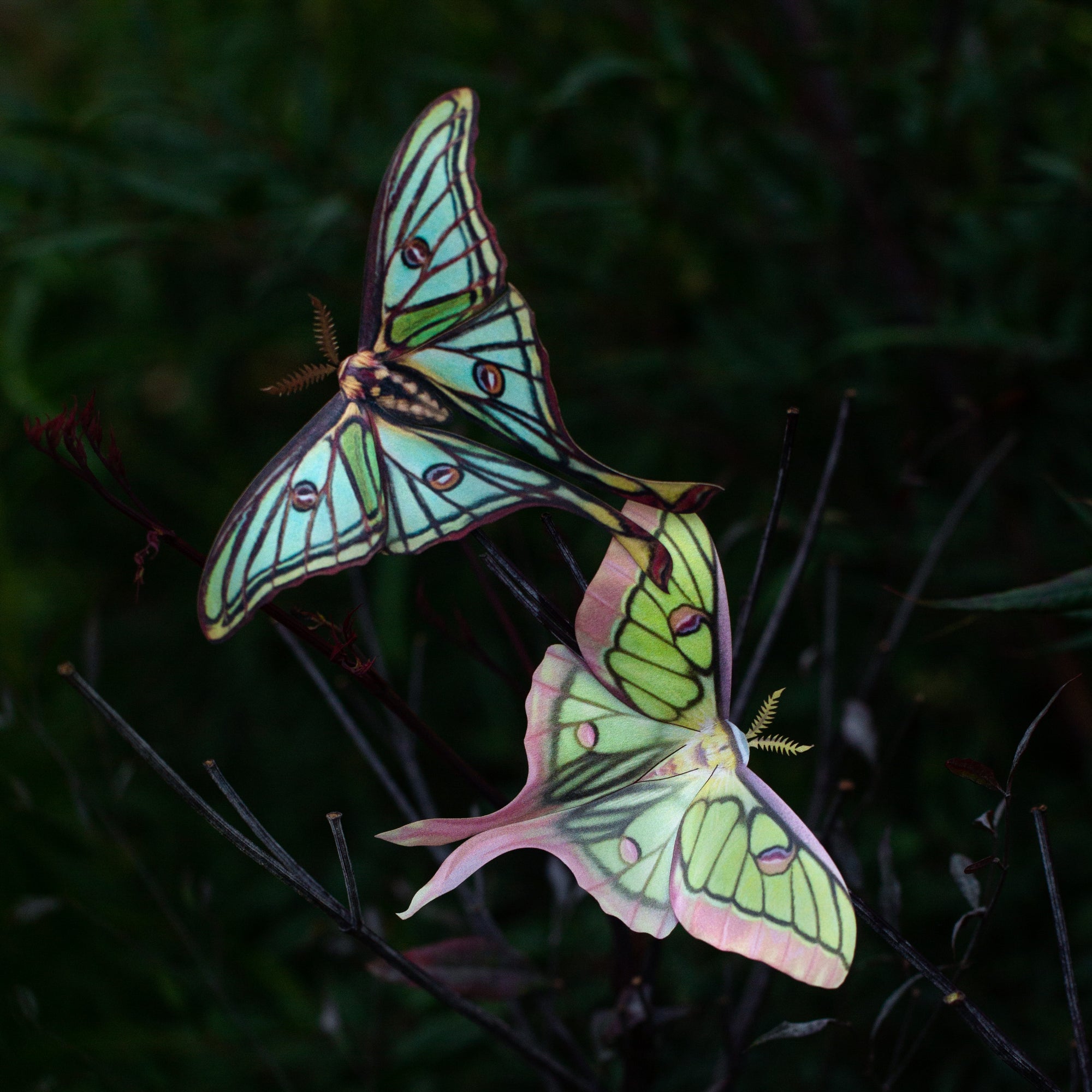 💫New💫 'Moonborn' Set