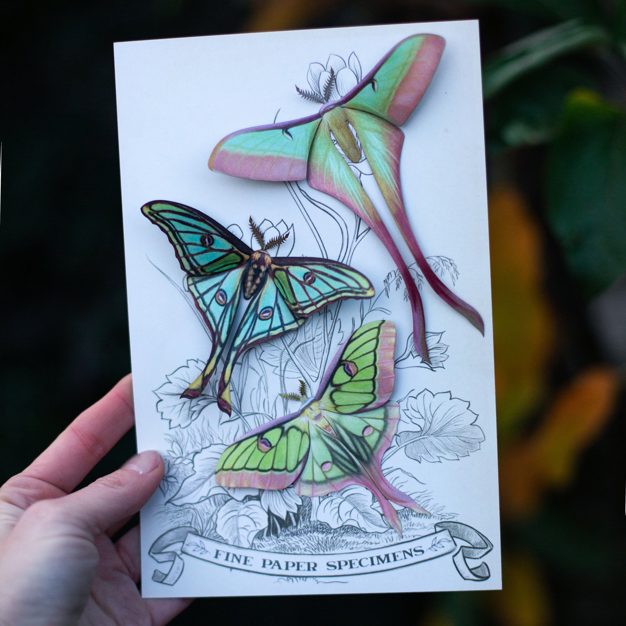 💫New💫 'Moonborn' Set