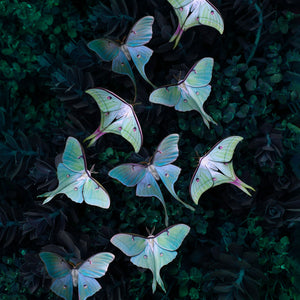 ‘Moonwake’ Paper Luna Moth Multi-Pack