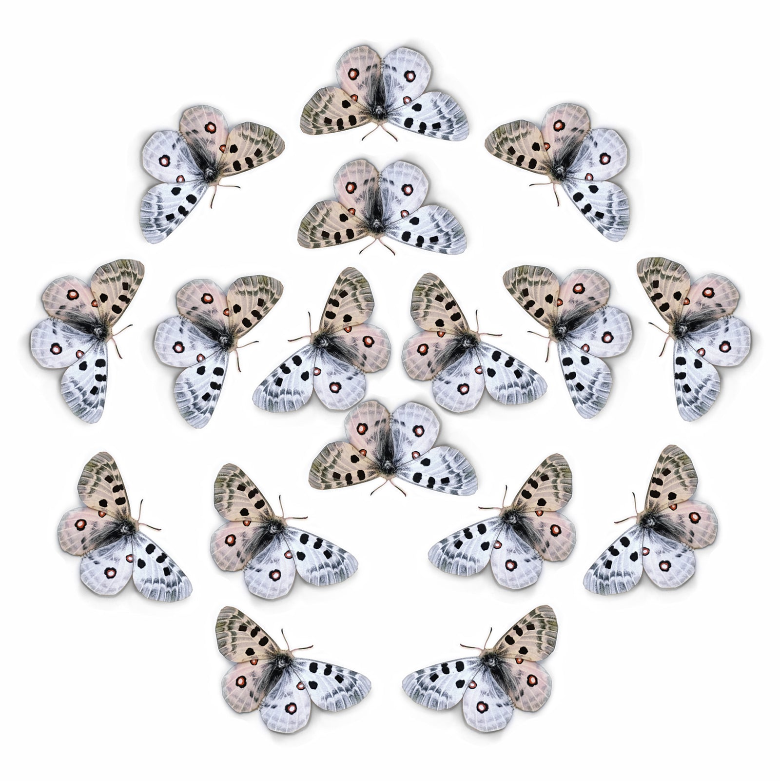 💫New!💫 'Mountain Apollo' Butterfly Multi-Pack