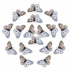 'Mountain Apollo' Butterfly Multi-Pack