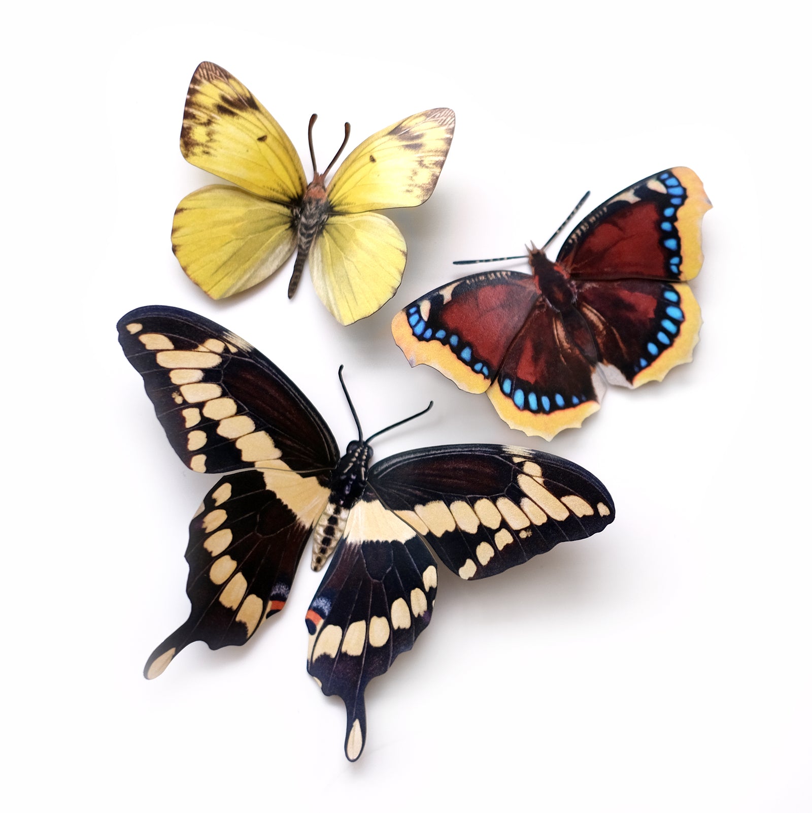 A set of three paper butterflies with different color patterns, resembling a Giant Swallowtail, Clouded Sulphur, and Mourning Cloak butterflies.