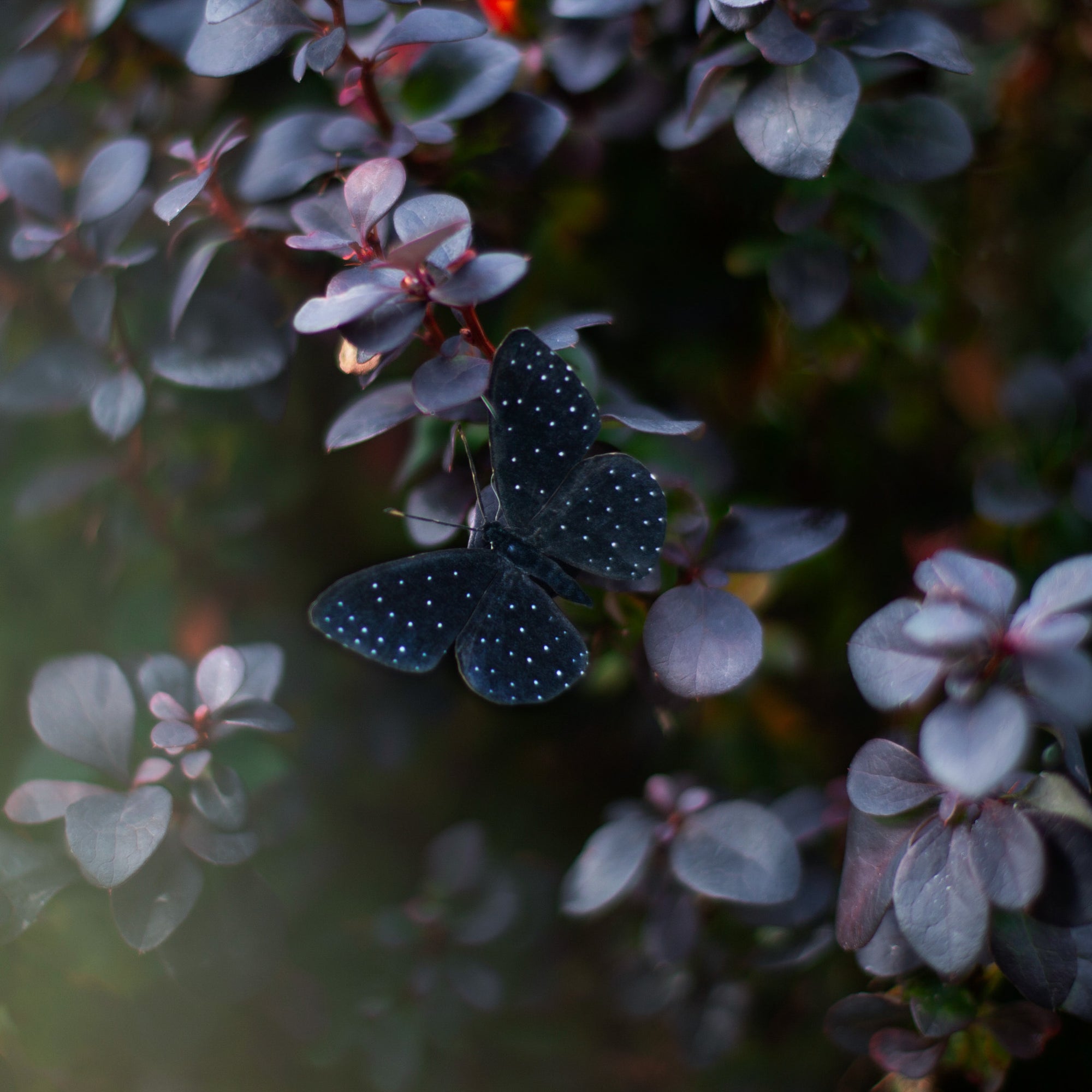 💫New💫 Spellbound - The Nocturne Collection