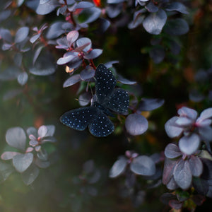 💫New💫 Spellbound - The Nocturne Collection