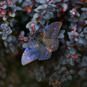 💫New💫 Spellbound - The Nocturne Collection