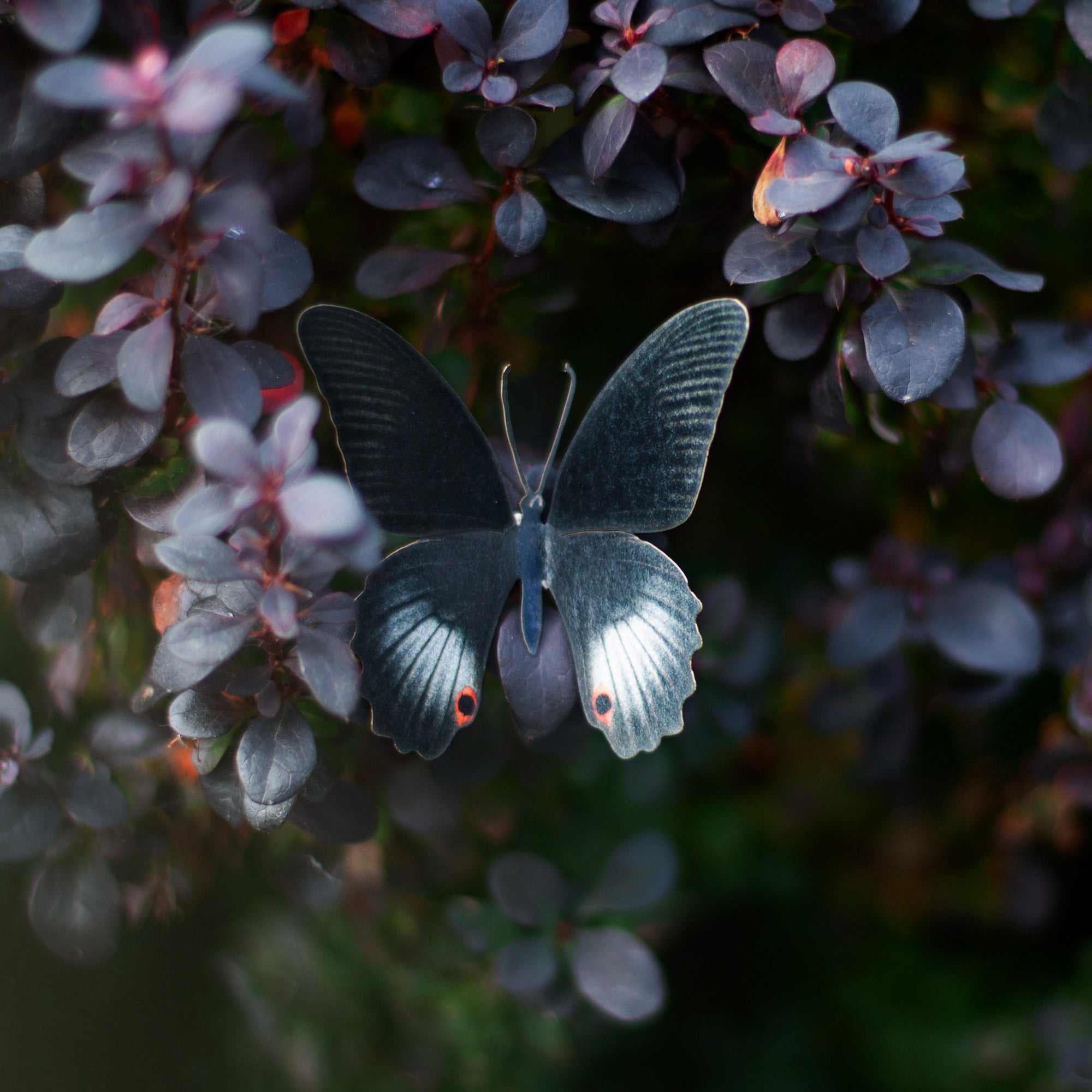 💫New💫 Spellbound - The Nocturne Collection