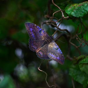 💫New💫 Spellbound - The Nocturne Collection