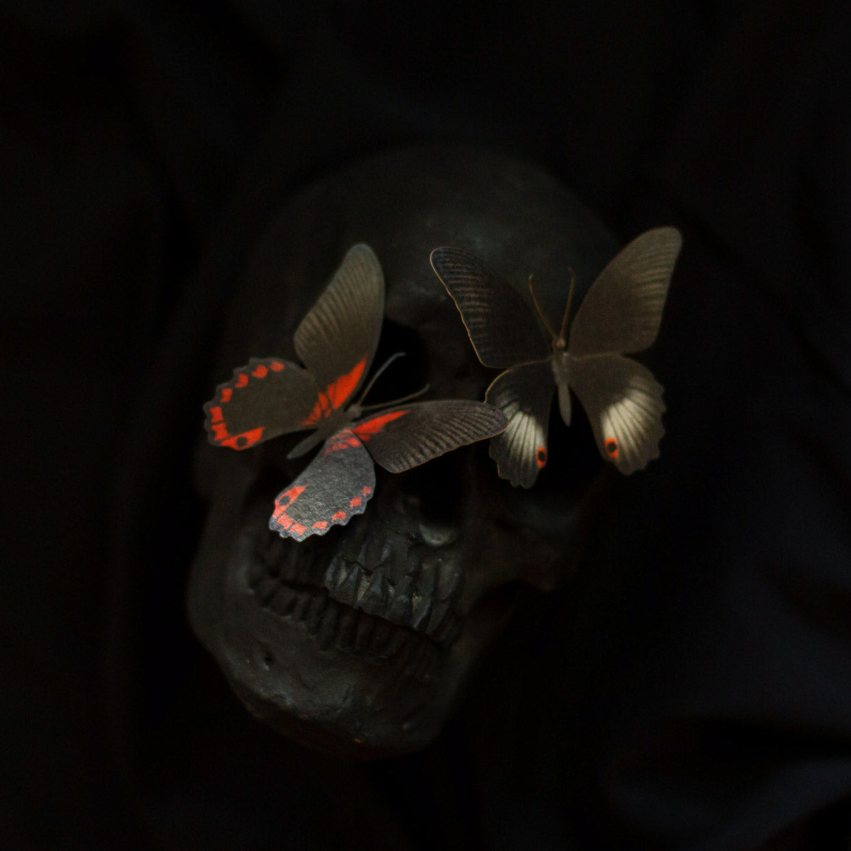 💫New💫 The Nocturne Collection