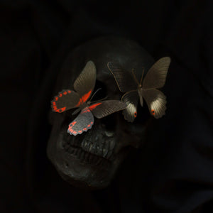 💫New💫 The Nocturne Collection